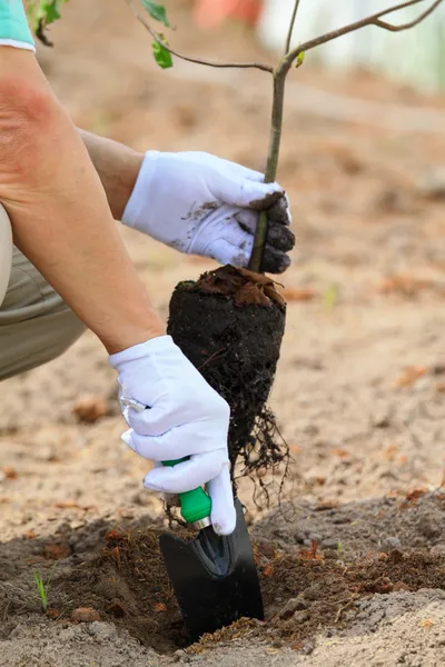 Plantando uma árvore — Fotografia de Stock