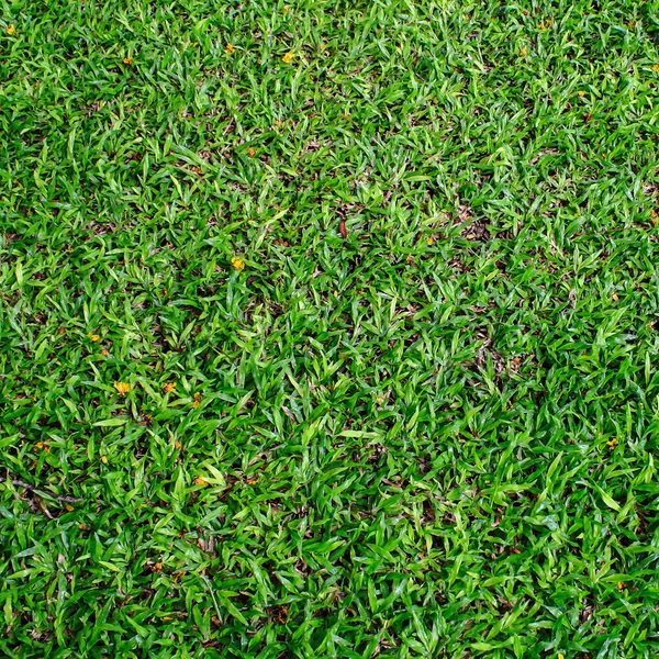 Yeşil Çimen Alanı