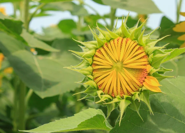 Sarı ayçiçeği bud