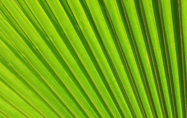 Textura de folha verde — Fotografia de Stock