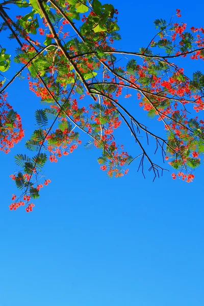 Tree with red flowers — Stock Photo, Image