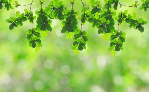 Seçici odaklı doğal yeşil arkaplan