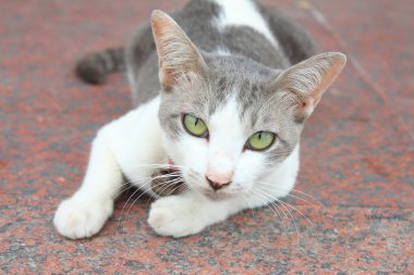 sevimli kedi uykulu