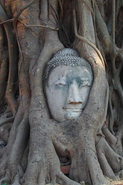 Buddha huvud inneslutet i trädens rötter på tempel wat mahatat i ayutthaya, thailand. — Stockfoto