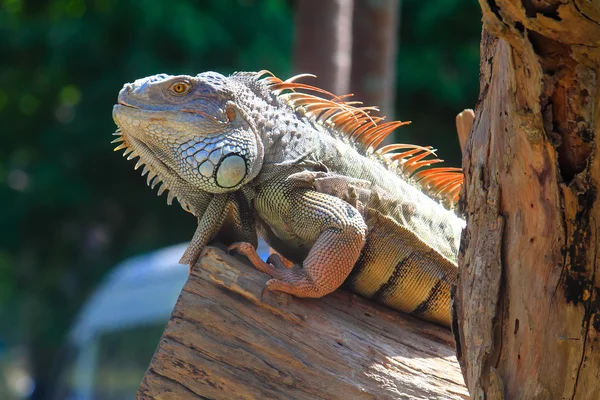 Iguana sur bois — Photo