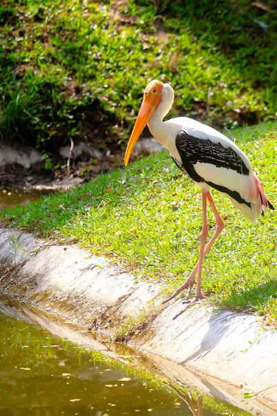 Geschilderde ooievaar in de dierentuin — Stockfoto