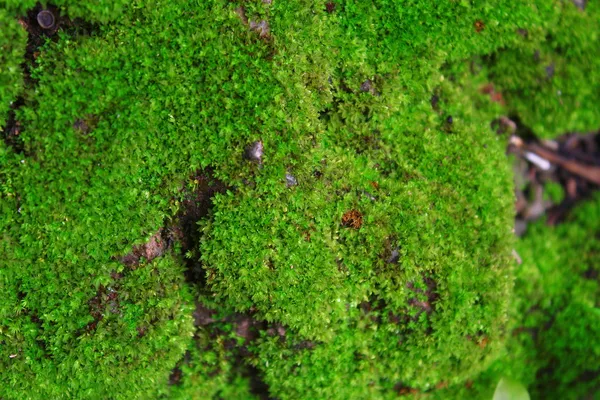 Close-up de musgo — Fotografia de Stock