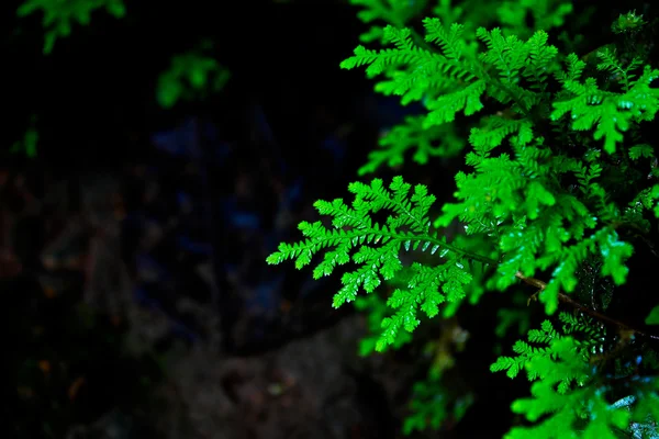 Barnch de árvore de abeto — Fotografia de Stock