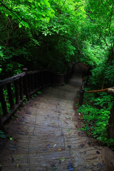 Passi nella foresta — Foto Stock