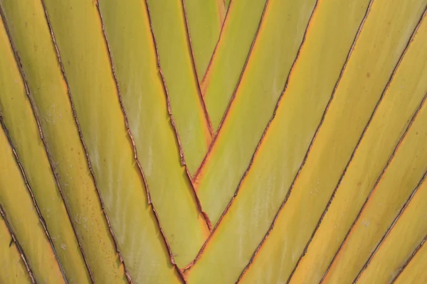 Textura de hojas de plátano —  Fotos de Stock