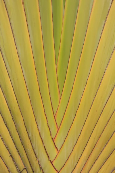 Texture des feuilles de banane — Photo