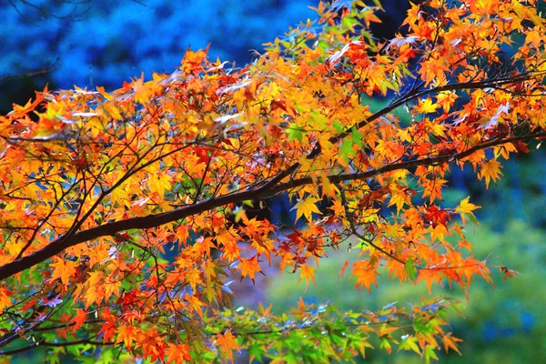 Japanese maple leaf — Stock Photo, Image