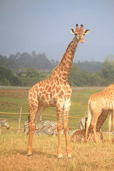 Giraffe allo zoo Foto Stock Royalty Free