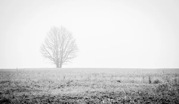 Tree in field — Stock Photo, Image