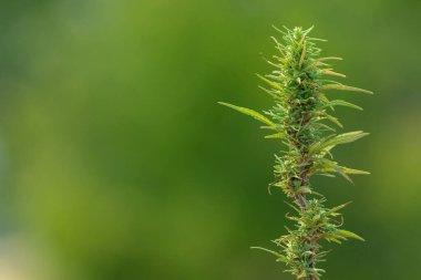 Kenevir çalılarının tepesi mor gövdeli yeşildir. Bulanık arkaplan