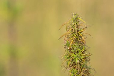Kenevir çalısının olgun tepesi sarı-yeşildir. Bulanık arkaplan