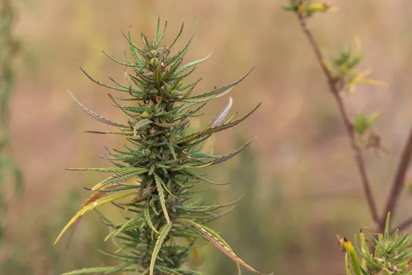 Topo Arbusto Cannabis Cor Verde Púrpura Fundo Desfocado — Fotografia de Stock
