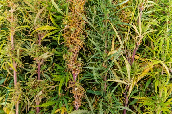 Arbustos Cannabis Recém Cortados Estão Cima Uns Dos Outros Florescer — Fotografia de Stock