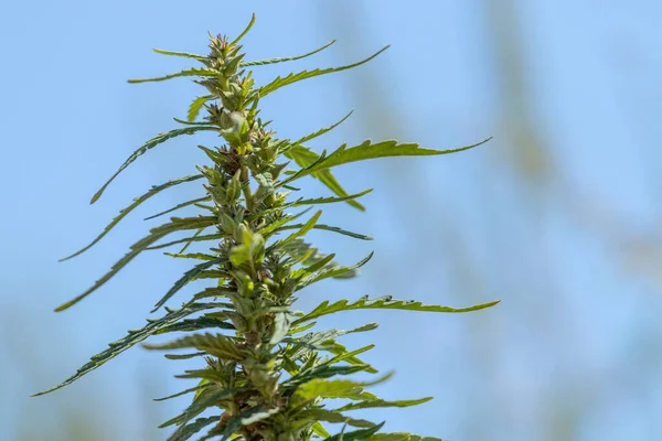 Topo Planta Cannabis Durante Floração Tricomas Contra Fundo Céu Azul — Fotografia de Stock