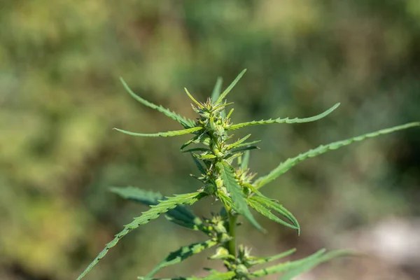 Topo Uma Planta Cannabis Adulta Tricomas Fundo Desfocado — Fotografia de Stock