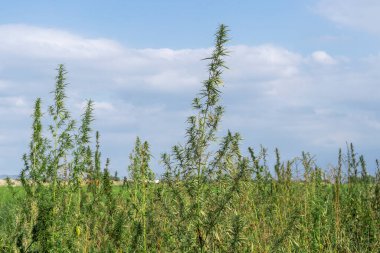 Beyaz bir tencerede yemyeşil bir kenevir çalısı yeşil çimlerin arasında duruyor. Çiçek açma dönemi