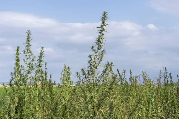 Buisson Luxuriant Cannabis Dans Pot Blanc Dresse Parmi Herbe Verte — Photo