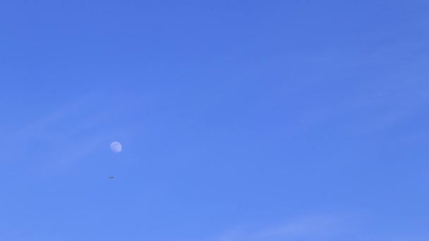 Φεγγάρι Είναι Στον Γαλάζιο Ουρανό Και Άνεμος Φυσάει Μακριά Σύννεφα — Αρχείο Βίντεο