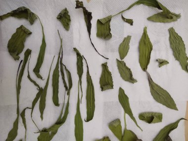 Beyaz zemin üzerine yeşil yaprakların ayarla