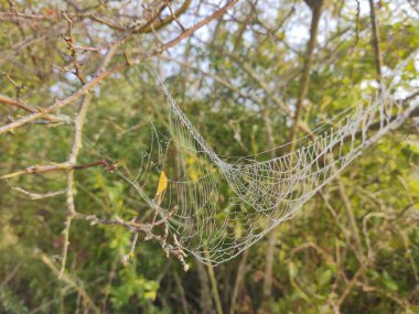 Ormandaki örümcek ağına yakın