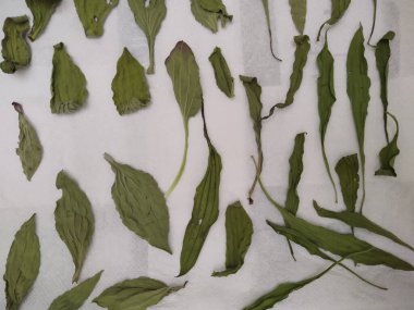 Beyaz zemin üzerine yeşil yaprakların ayarla