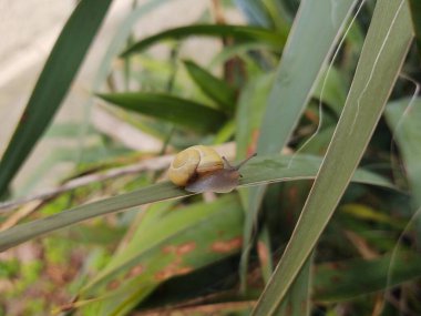 Yeşil yapraklı salyangoz.