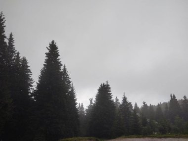 Bulutlu bir günde Güzel Orman