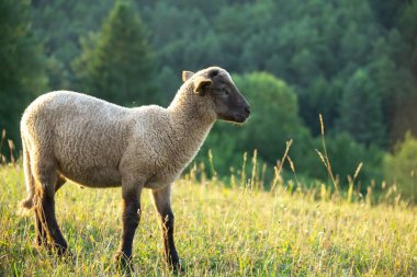 Dağ çayırında otlayan koyunlar.