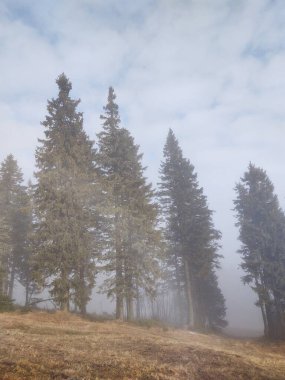 Sisli bir zamanda ormanlı güzel bir manzara.