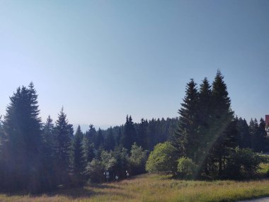 güzel dağ manzarası ile orman