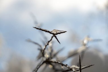 Sarkıtlı ağaç dallarını kapat