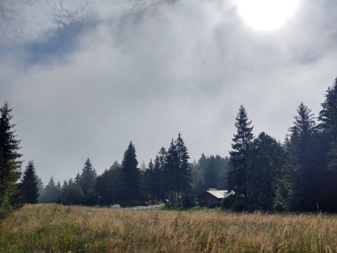 güzel dağ manzarası ile orman