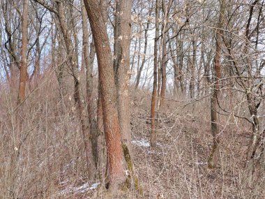 Karlı güzel kış ormanı