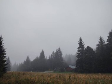 güzel dağ manzarası ile orman