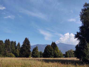 güzel dağ manzarası ile orman