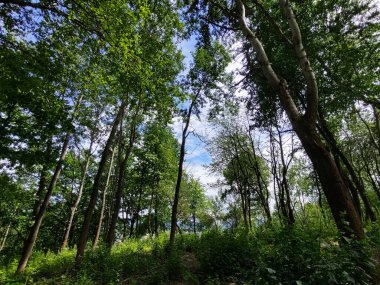 güneşli bir gün, güzel yeşil orman