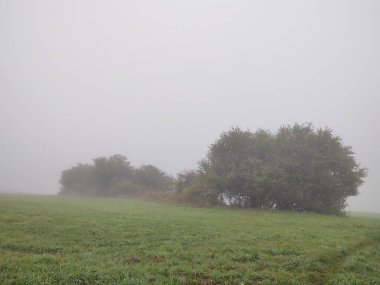 Ormanın güzel manzarası