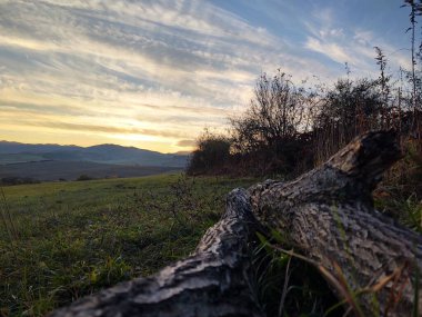 Gün batımında yeşil alanda devrilmiş bir ağaç