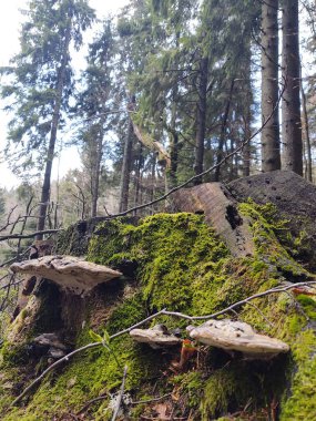 Gündüzleri güzel ormanda sendeleyin