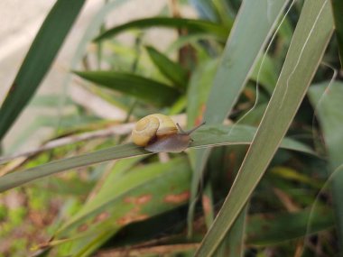 Yeşil yapraklı salyangoz.