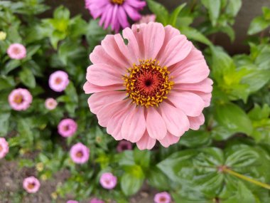 Yeşil bahçede güzel çiçekler