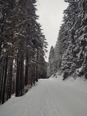 Karlı güzel kış ormanı