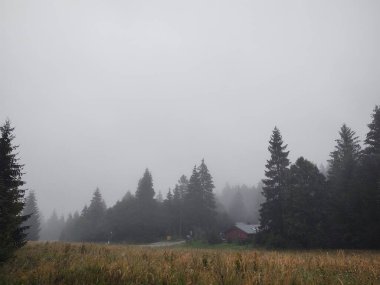 güzel dağ manzarası ile orman