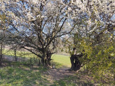 Çiçekli ağaçlarla güzel bir bahar manzarası