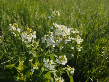 Yeşil tarlada güzel çiçekler
